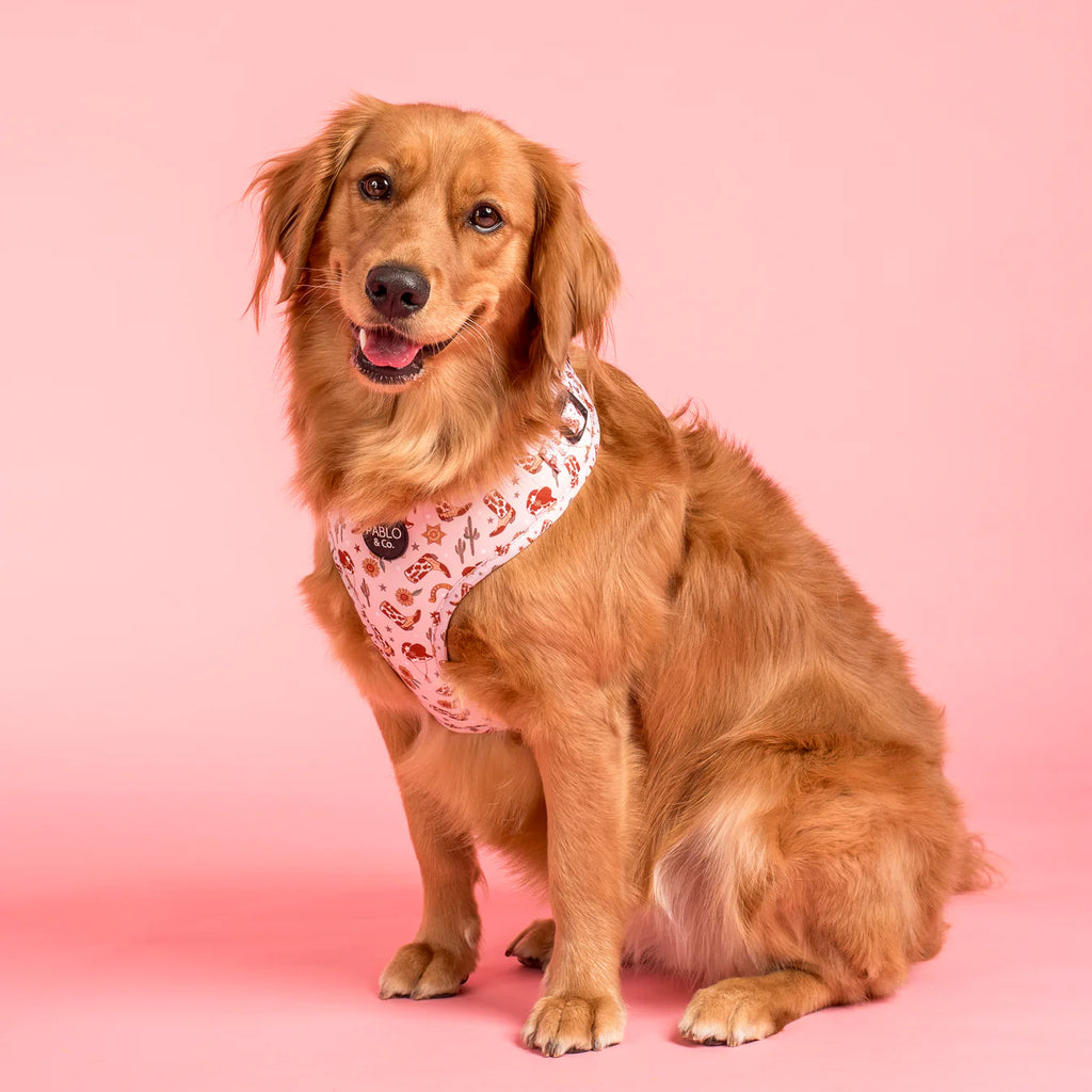 Howdy Dog Harness